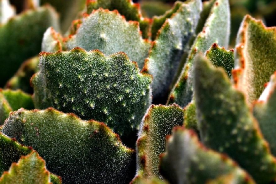 A delicious and moist cactus.