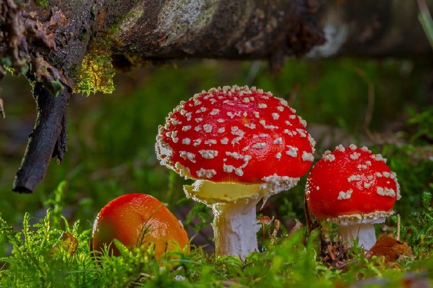 Toadstools in the forest.